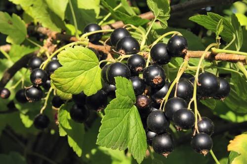 Можно ли сажать смородину рядом с грушей. Соседи смородины на участке, что можно и нельзя сажать рядом