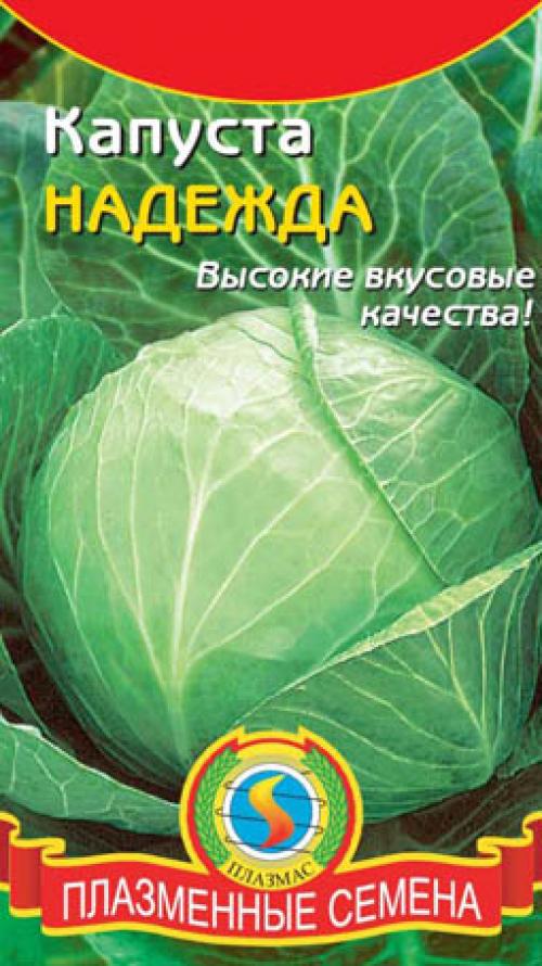 Лучшие сорта капусты для засолки и квашения. Лучшие традиционные сорта капусты для засолки и квашения 03
