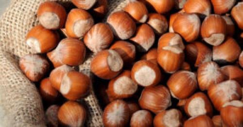 Как бороться с вредителями и болезнями фундука в средней полосе. Вредители фундука и способы борьбы с ними