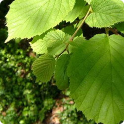 Сколько времени требуется для созревания фундука после посадки. БИОЛОГИЧЕСКИЙ ПОРТРЕТ