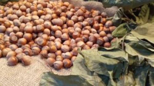 Как бороться с вредителями и болезнями фундука в средней полосе. Вредители фундука и способы борьбы с ними