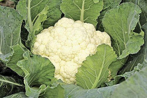 20 лучших сортов капусты. Для засолки и хранения 06 20 лучших сортов капусты. Для засолки и хранения 06