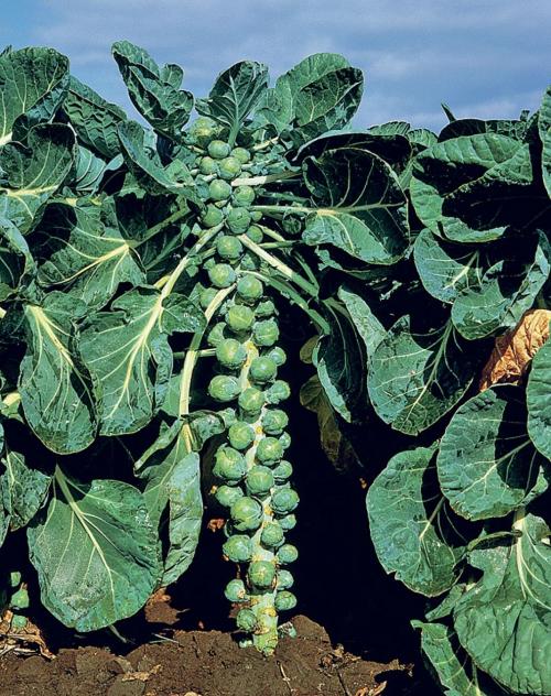 20 лучших сортов капусты. Для засолки и хранения 07 20 лучших сортов капусты. Для засолки и хранения 07