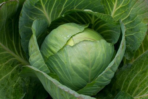 18 самых популярных видов капусты и их особенности. Лучшие сорта белокочанной капусты 03 18 самых популярных видов капусты и их особенности. Лучшие сорта белокочанной капусты 03