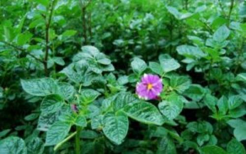 Картофель беллароза: описание. Описание сорта картофеля Беллароза