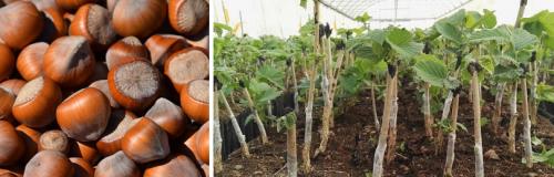 Сколько места мне нужно для выращивания фундука. БИОЛОГИЧЕСКИЙ ПОРТРЕТ