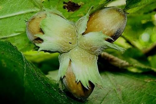 Сколько времени требуется, чтобы фундук начал плодоносить. Чтобы фундук плодоносил