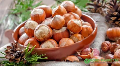 Основные шаги для выращивания лесного ореха в вашем саду 02 Основные шаги для выращивания лесного ореха в вашем саду 02