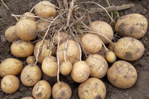 Картофель Коломбо: описание сорта, сравнение, фото, отзывы