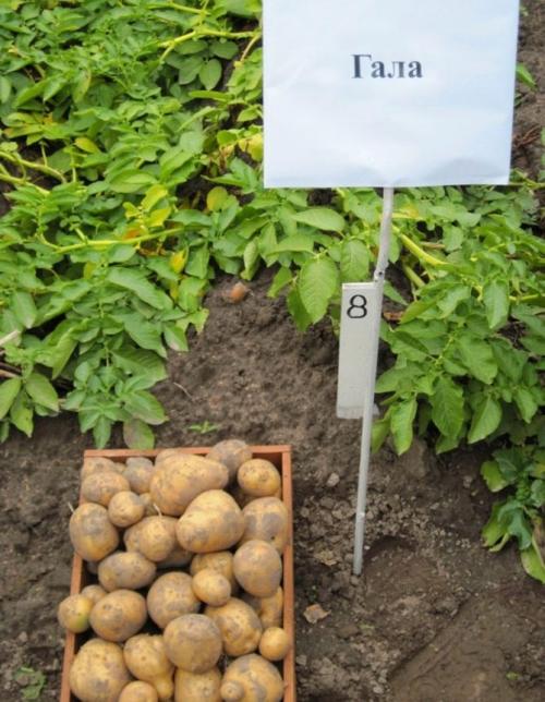 Картофель гала. Описание и особенности сорта