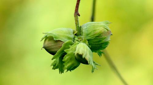 Как собрать урожай фундука и как его хранить. Как вырастить на даче отборный фундук? Опытный садовод поделилась секретами