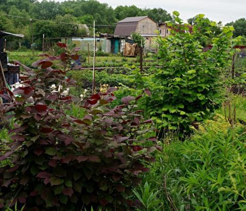Какие сорта фундука лучше всего подходят для выращивания в домашних условиях. Лещина обыкновенная — ботаническая справка