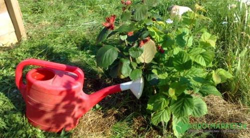 Фундук вырастить своими руками: полное руководство для начинающих 02 Фундук вырастить своими руками: полное руководство для начинающих 02