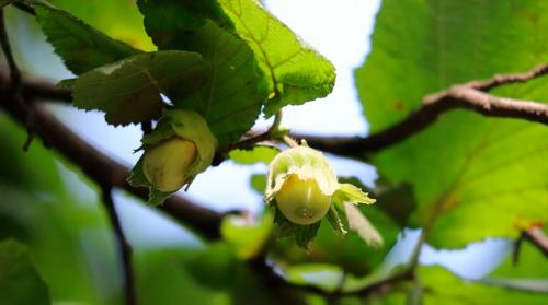 Как выбрать подходящее место для посадки саженцев фундука. Как вырастить на даче отборный фундук? Опытный садовод поделилась секретами