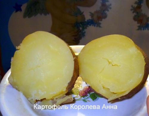 Картофель королева анна. Достоинства и недостатки