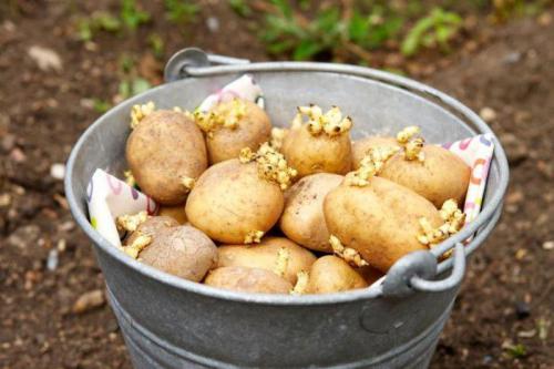 Картофель импала. Характеристика