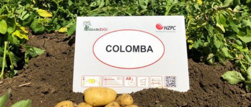 Семена картофеля коломбо. Знакомство с сортом