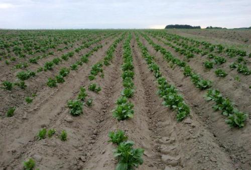 Картопля Гала. Сорт картофеля Гала – характеристика, описание, вкусовые качества, отзывы