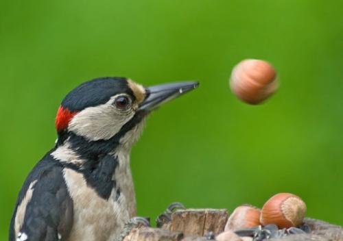 Секреты ухода за фундуком для богатого урожая 01 Секреты ухода за фундуком для богатого урожая 01