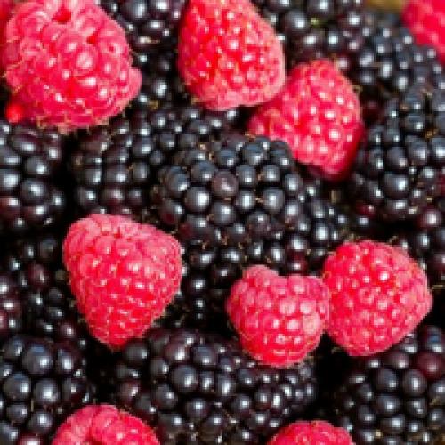 Как часто нужно поливать ежевику. Как ухаживать за ежевикой