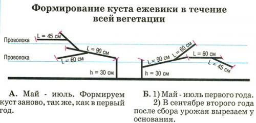 Как регулировать рост ежевики стелющейся. Стелющаяся ежевика