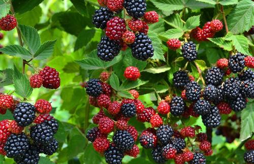 Как высадить ежевику в грунт. Посадка ежевики весной