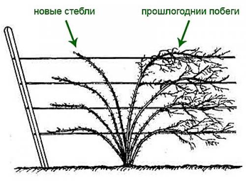 Как регулировать рост ежевики стелющейся. Стелющаяся ежевика