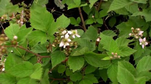 Как обеспечить достаточное количество света для ежевики. Где лучше посадить ежевику