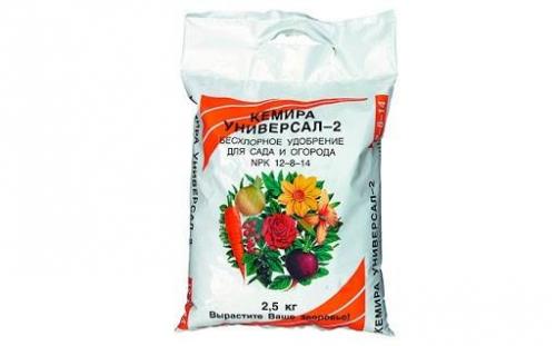 Какие удобрения использовать для ежевики. Какие удобрения использовать