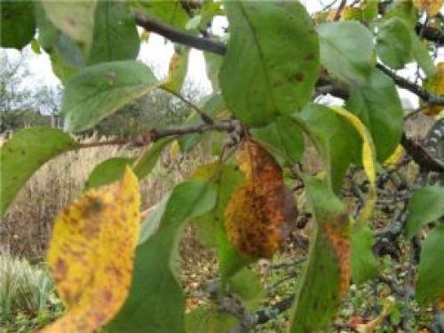 Молодая яблоня болеет. Признаки