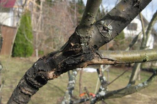 Молодая яблоня болеет. Признаки