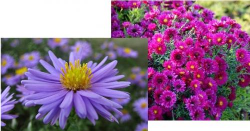 Многолетние махровые астры. Описание лучших сортов астры многолетней с фото и названиями