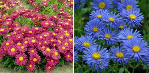 Многолетние махровые астры. Описание лучших сортов астры многолетней с фото и названиями