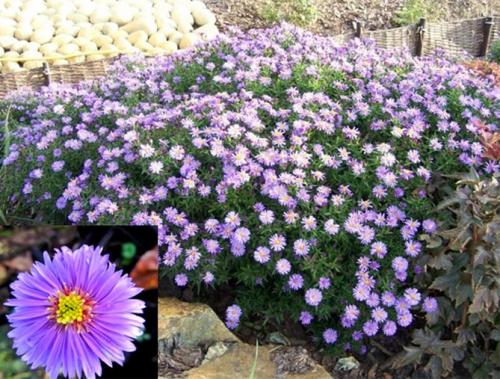 Многолетние махровые астры. Описание лучших сортов астры многолетней с фото и названиями