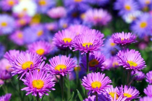 Многолетние махровые астры. Описание лучших сортов астры многолетней с фото и названиями