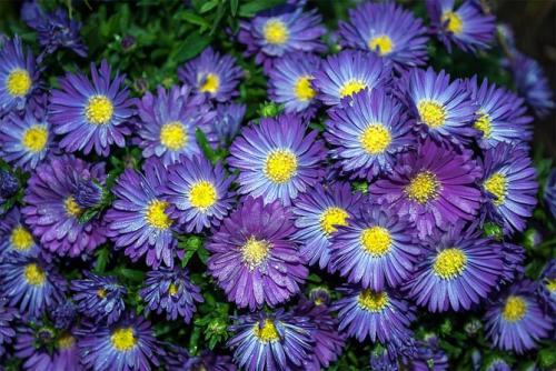 Многолетние махровые астры. Описание лучших сортов астры многолетней с фото и названиями