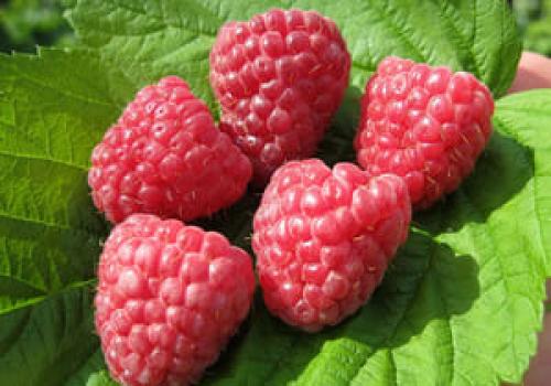 Самые сладкие сорта малины. Сорта малины: описание с фотографиями