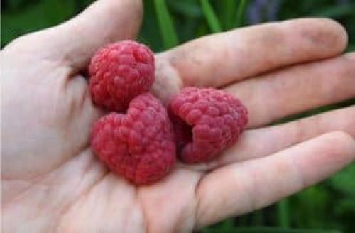 Самые сладкие сорта малины. Сорта малины: описание с фотографиями