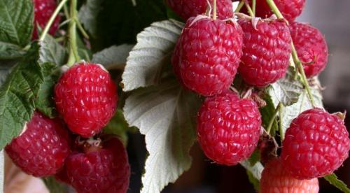 Лучшие сорта ремонтантной и обычной малины. Малина – подробное описание и характеристики растения 15 Лучшие сорта ремонтантной и обычной малины. Малина – подробное описание и характеристики растения 15