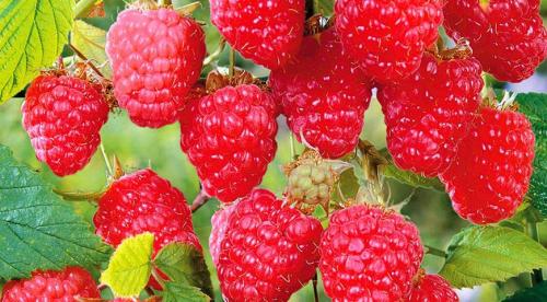 Ремонтантная малина сорт Геракл. Малина 'Геракл' 19