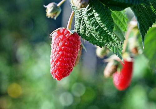 Лучшие сорта ремонтантной малины. Ремонтантные сорта малины на 2021 год