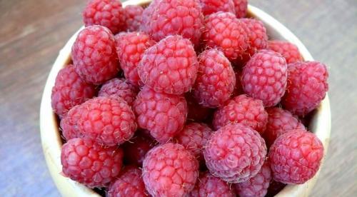 Лучшие сорта ремонтантной и обычной малины. Малина – подробное описание и характеристики растения 16 Лучшие сорта ремонтантной и обычной малины. Малина – подробное описание и характеристики растения 16