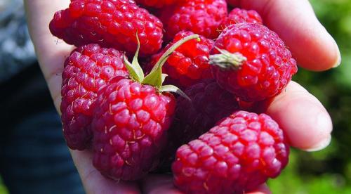 Ремонтантная малина сорт Геракл. Малина 'Геракл' 14