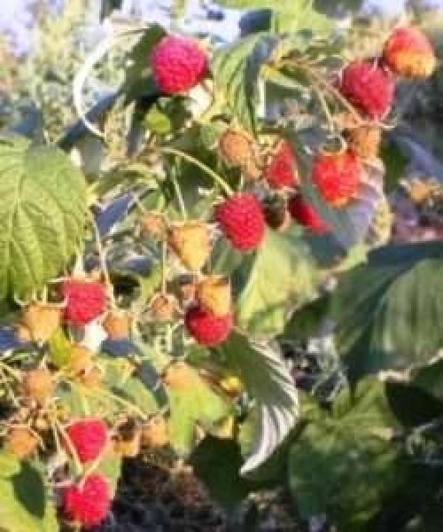 Ремонтантная малина сорт Геракл. Малина 'Геракл' 03