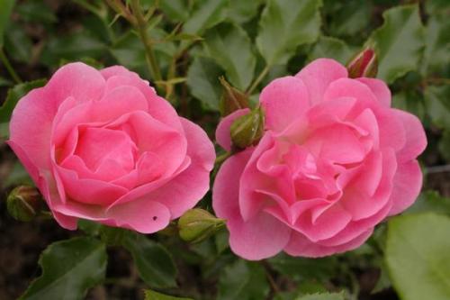 Розы Кордеса: неприхотливость и надежность