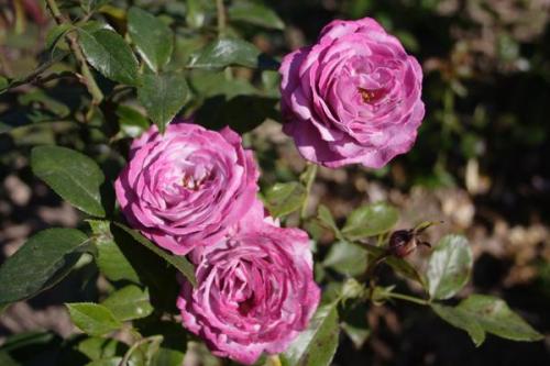 Розы Кордеса: неприхотливость и надежность