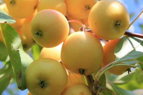 Непревзойденные сорта яблок для средней полосы: выбор для вашего сада 05 Непревзойденные сорта яблок для средней полосы: выбор для вашего сада 05