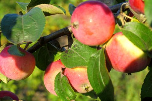Непревзойденные сорта яблок для средней полосы: выбор для вашего сада 03 Непревзойденные сорта яблок для средней полосы: выбор для вашего сада 03