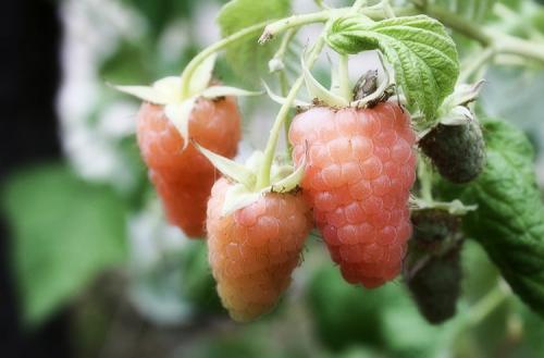 Когда плодоносит ремонтантная малина. Выращивание ремонтантной малины на участке