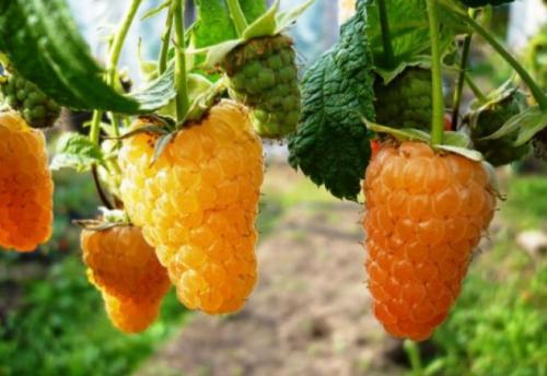 Лучшие сорта малины для Подмосковья. Ремонтантные сорта малины для Подмосковья